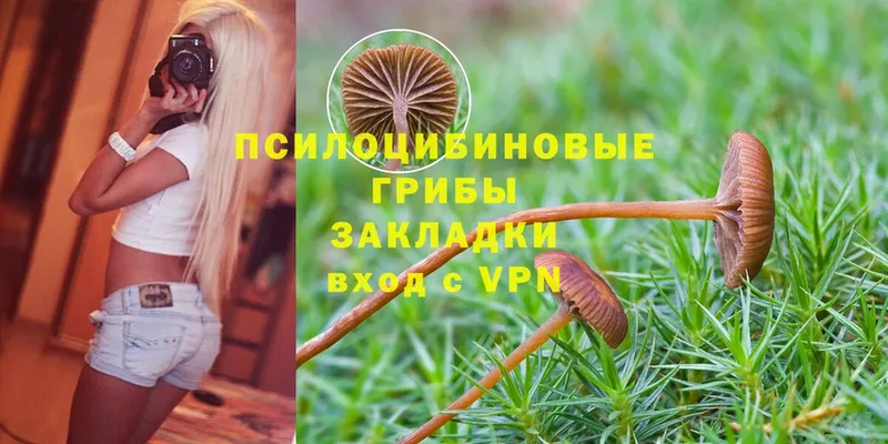 Галлюциногенные грибы Psilocybine cubensis  Казань 